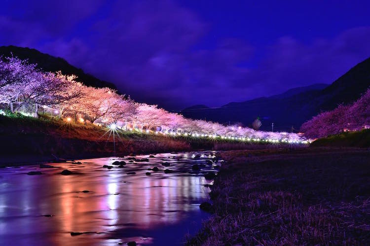 Cherry blossoms in full bloom in Kawazu
