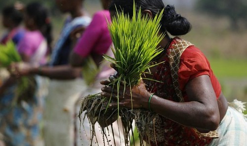 India's rice down as overseas demand wanes; Vietnam up on thin supply