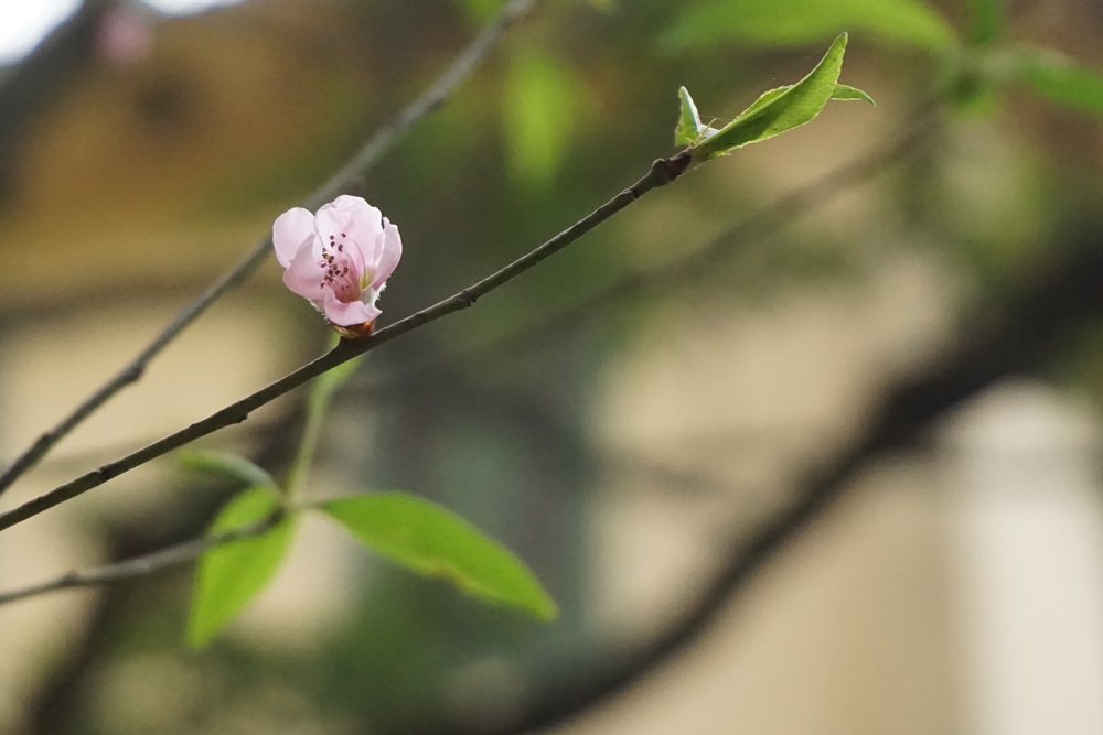 Peach blossoms, the color of Vietnamese Tet