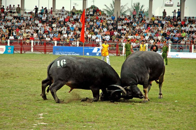 Tuyen Quang vies for buffalo fighting permit