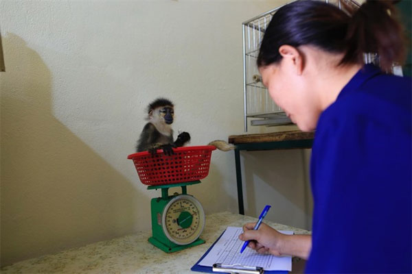 Cuc Phuong National Park, Endangered Primate Rescue Centre, Vietnam economy, Vietnamnet bridge, English news about Vietnam, Vietnam news, news about Vietnam, English news, Vietnamnet news, latest news on Vietnam, Vietnam