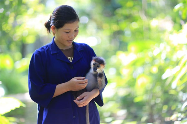 Cuc Phuong National Park, Endangered Primate Rescue Centre, Vietnam economy, Vietnamnet bridge, English news about Vietnam, Vietnam news, news about Vietnam, English news, Vietnamnet news, latest news on Vietnam, Vietnam