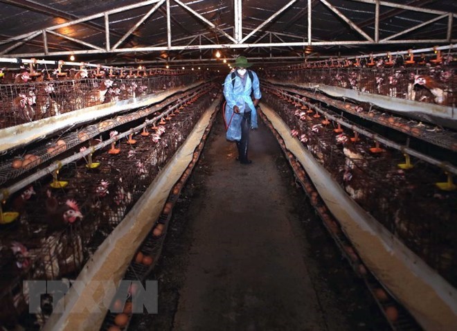 Warning of possible new bird flu outbreaks in Vietnam