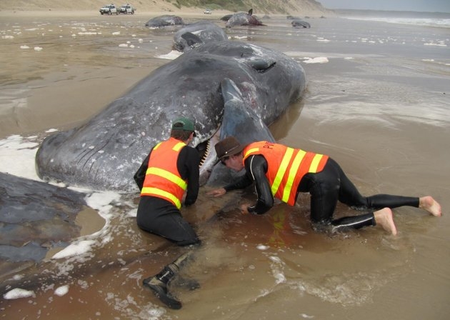 22 sperm whales die in Australia