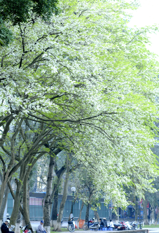 the beauty of romantic spring flowers in hanoi