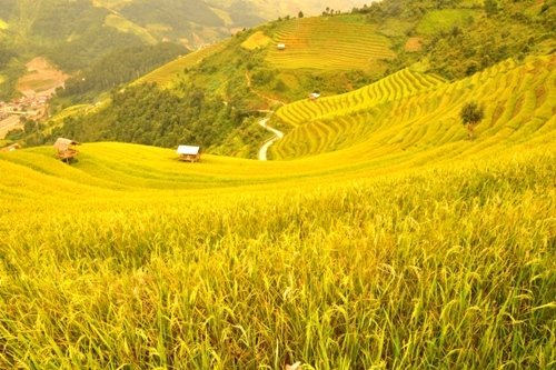 Breathtaking terraced rice fields of Mu Cang Chai