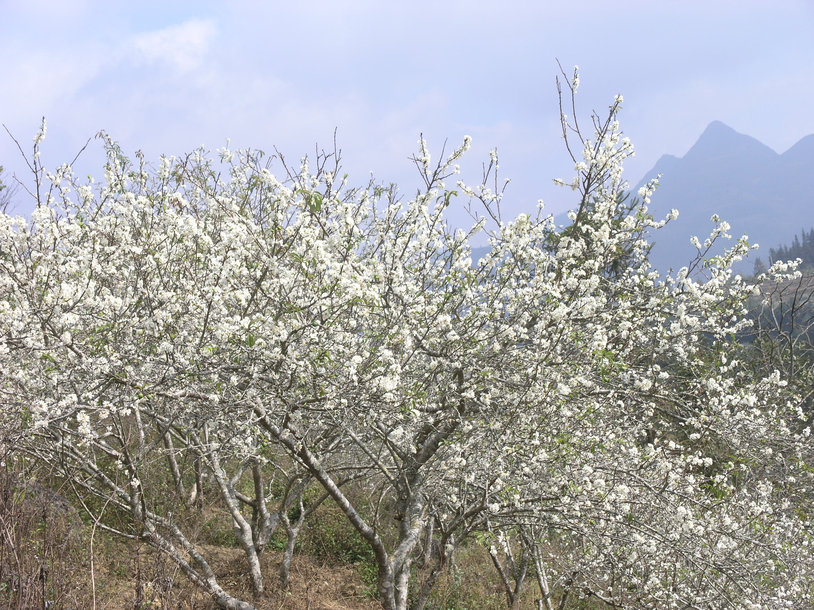 Plum blossoms cloak Bac Ha plateaux