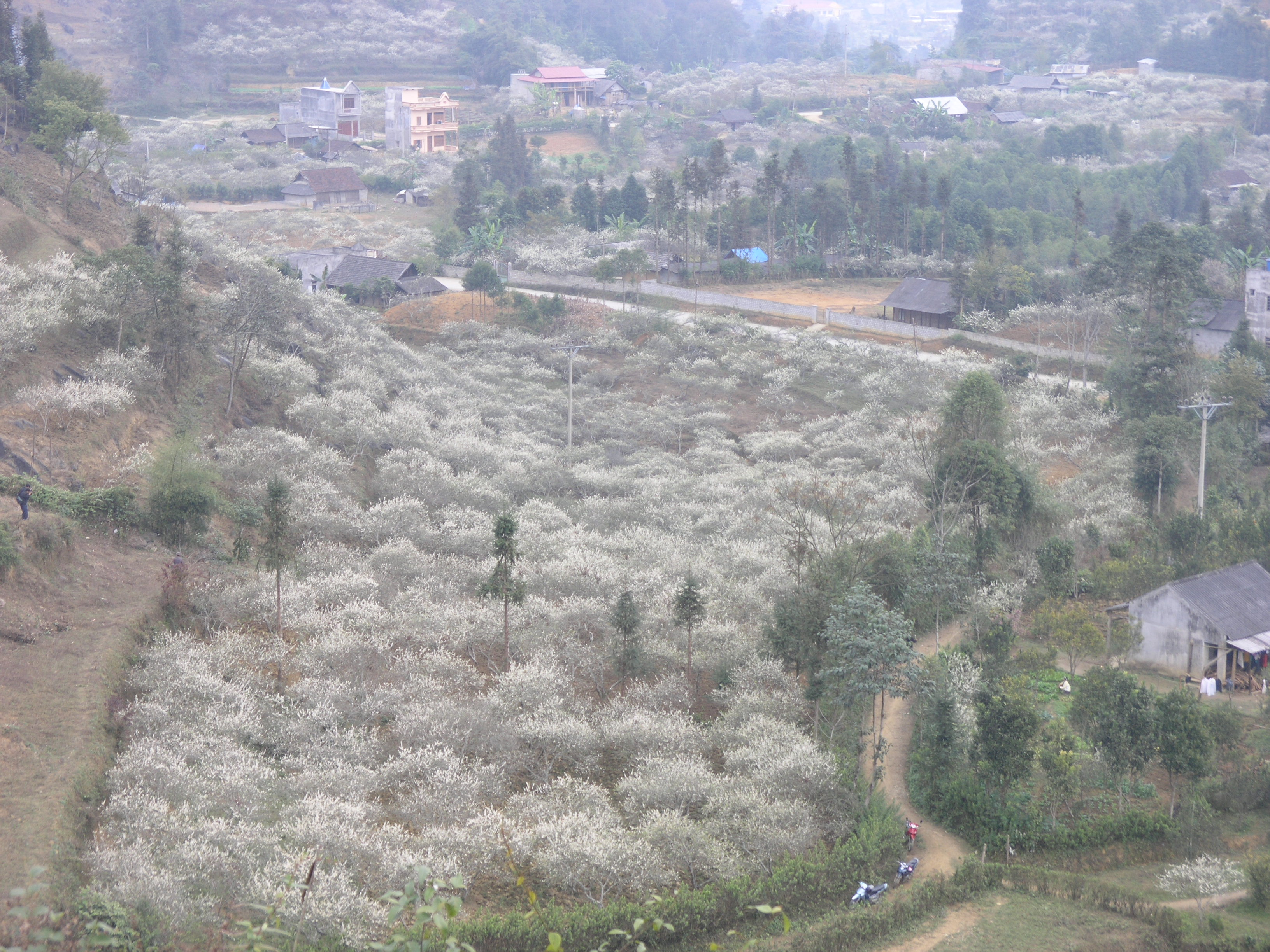 Plum blossoms cloak Bac Ha plateaux
