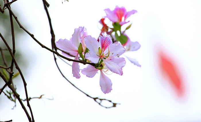 hanoi romantic in season of ban flower