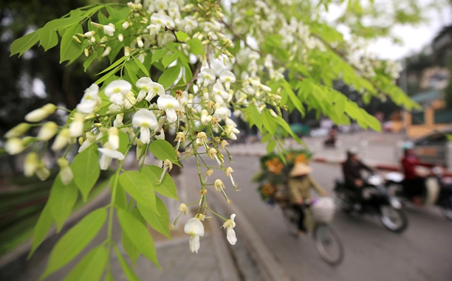 hanoi beautified with flowers