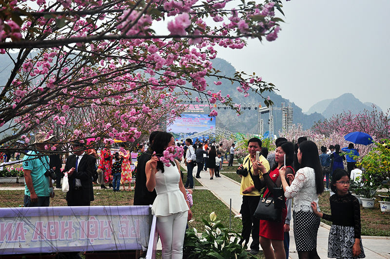 ha long cherry blossom and yen tu yellow apricot flower 2016 festival attracted 70000 visitors