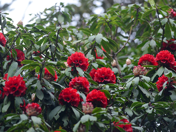 sapa to host rhododendron flower festival