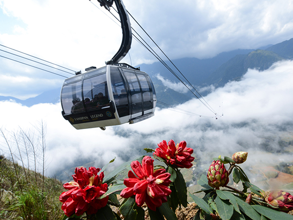 Sapa to host Rhododendron flower festival