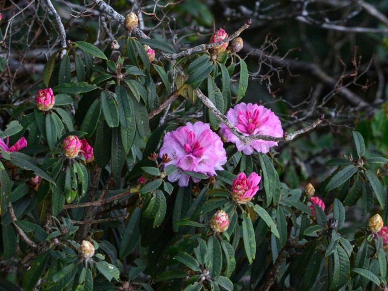 Sapa to host Rhododendron flower festival