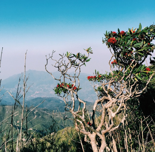 Sapa to host Rhododendron flower festival