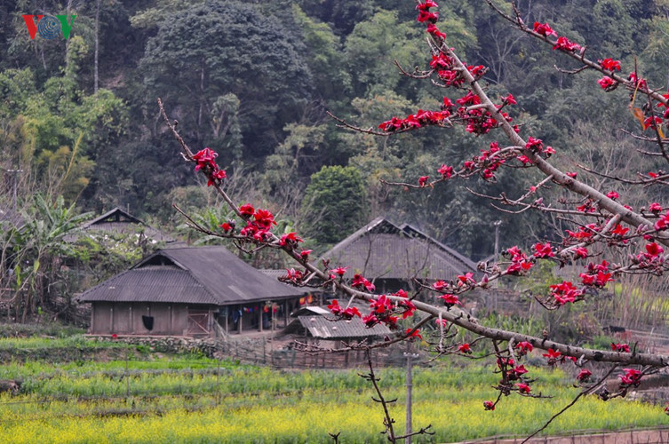 Red silk cotton trees in full bloom in Northwest Vietnam