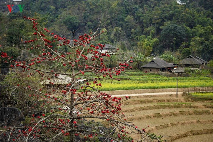 Red silk cotton trees in full bloom in Northwest Vietnam