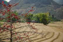red silk cotton trees in full bloom in northwest vietnam