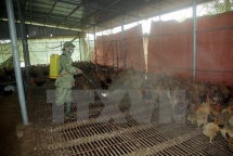 agriculture ministry requests boosting avian flu fight