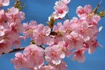 200 Japanese cherry trees presented to Bac Ninh province