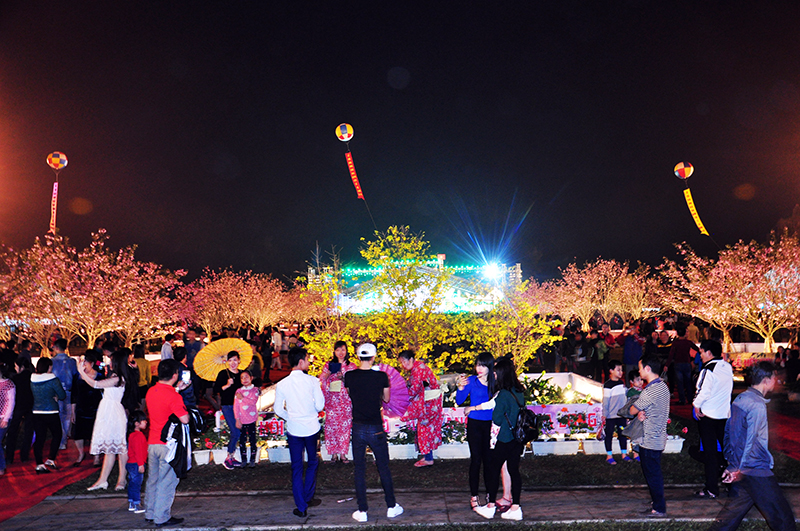 cherry blossom yellow ochna flower festival to open in quang ninh