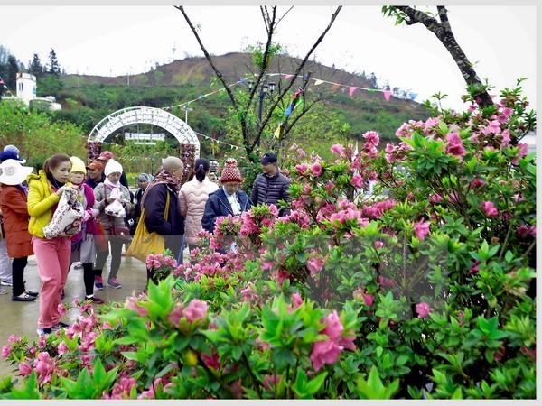 Rhododendron flower festival awaits visitors in Sa Pa