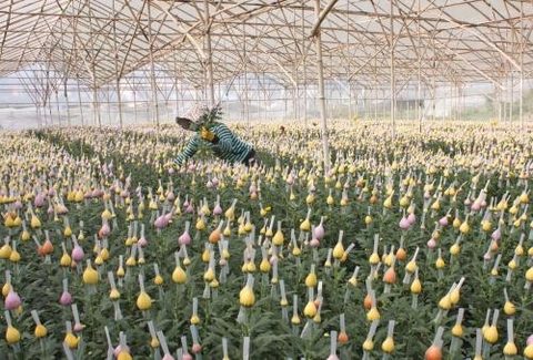 Japanese flower firm to invest in Da Lat