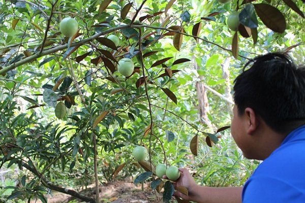 The door to US market opens to Vietnam’s fruits