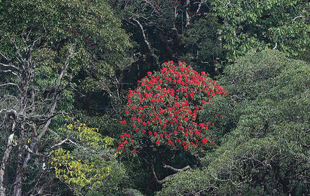 rhododendron flowers the romantic color of sapa