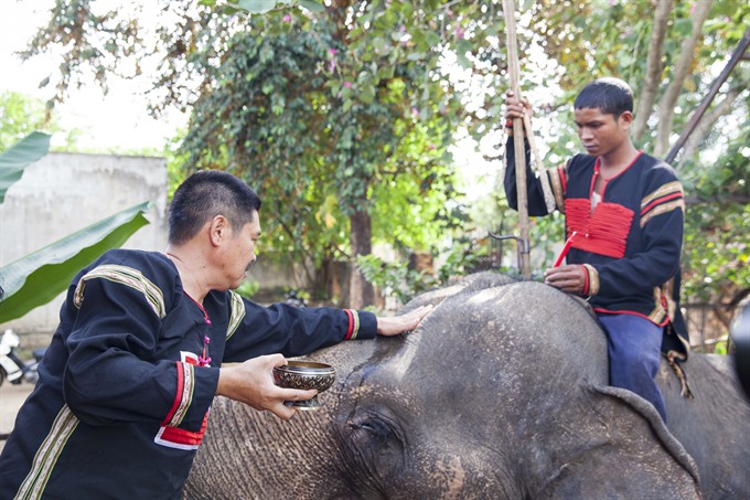 Herbalist saves elephants in Central Highland