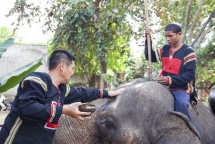 herbalist saves elephants in central highland