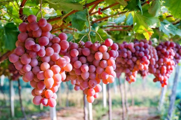 Vietnam hosts grape and wine festival