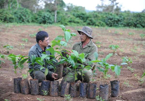 The poor assisted with coffee seedlings worth VND10 billion