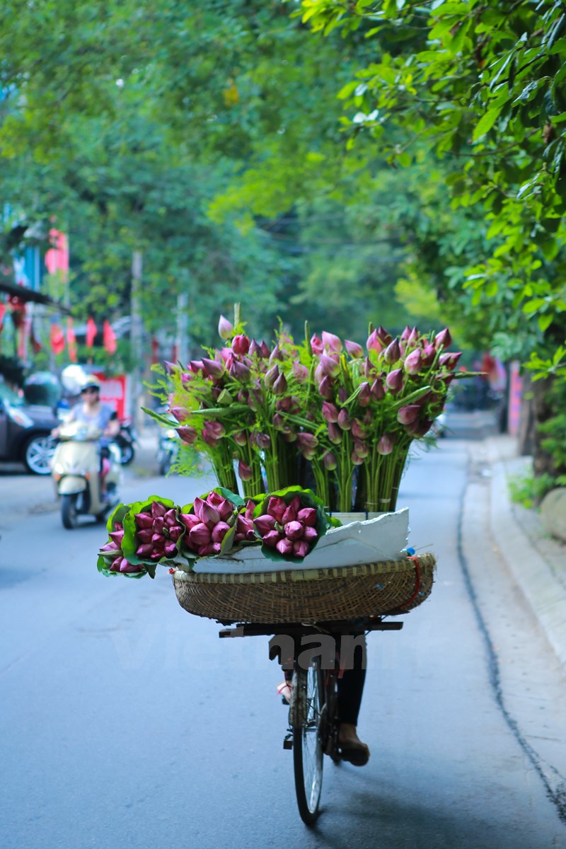 lotus flowers blossom fragrantly