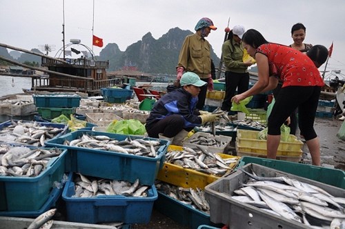 appointing four banks to lend seafood purchase and reserve