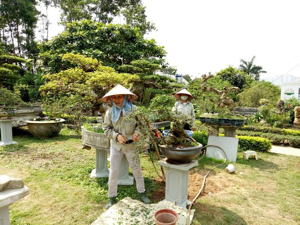 Bonsai, rose show for nature lovers in May