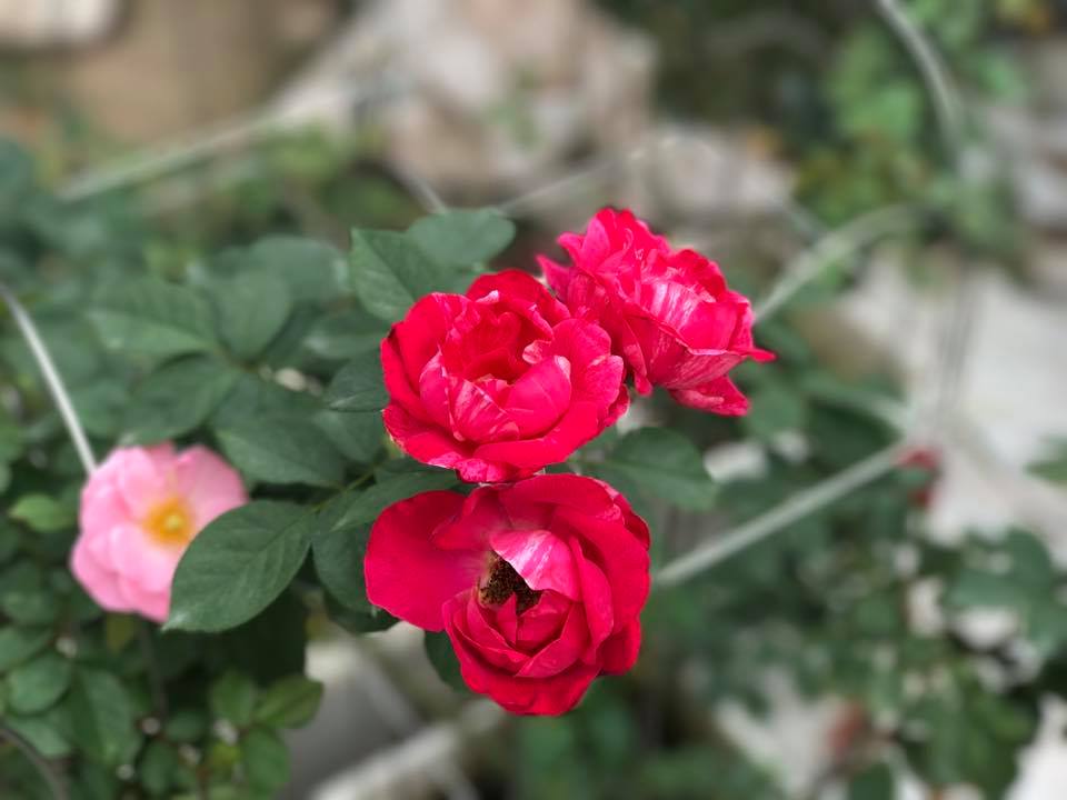 Bonsai, rose show for nature lovers in May