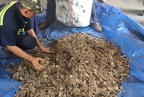 HCM City: 3.3 tonnes of pangolin scales confiscated