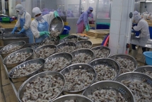 vietnams shrimp exports remain firm in the coronavirus pandemic
