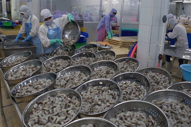 Vietnam to gain 4.8 billion USD from shrimp exports