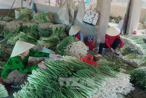 Mekong farmers switch to growing lemongrass