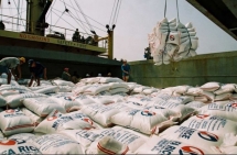 the strong growth of vietnamese rice export in 2020
