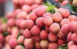 hai duong province aims to harvest 40000 tons of litchi in 2019