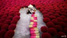 vietnams incense village blazes pink ahead of lunar new year