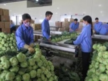 vn shows great potential for processed vegetable fruit exports