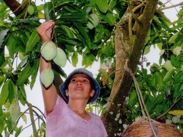 Vietnam officially begins mango exports to US