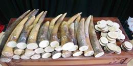 da nang customs uncovers 91 tonnes of goods suspected as tusks