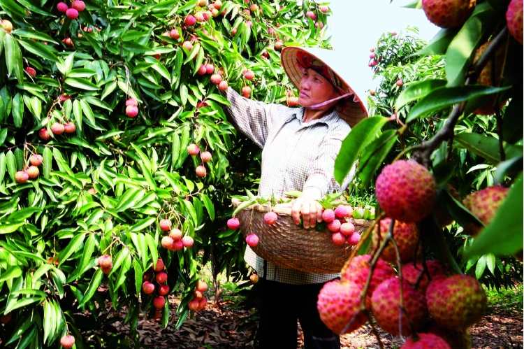 Malaysian newspaper highlights burgeoning Vietnamese fruit exports