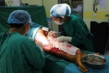 vietnamese doctors saves cambodian woman with streptococcus suis infection