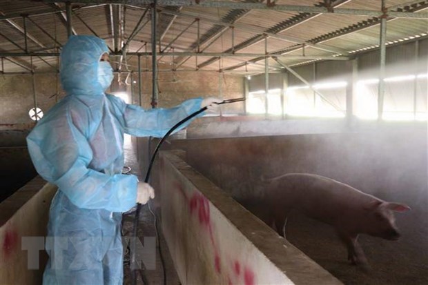 Localities nationwide apply drastic measures against African Swine Fever